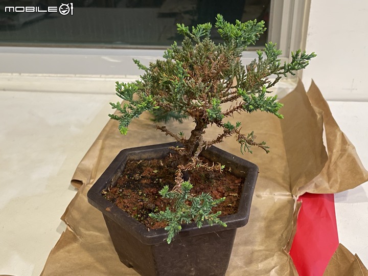 [求助]珍珠柏越養越稀疏、枯黃，要怎麼讓它回到茂盛的狀態?