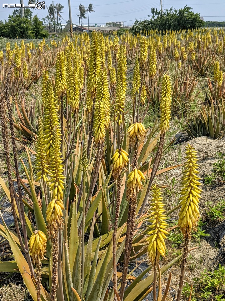 蘆薈花 台南市安南區清新蘆薈園 03/13