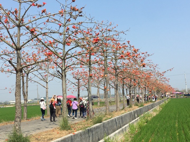 騎遊全球最美木棉花道在白河