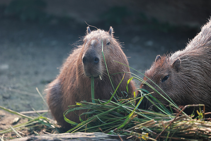 木柵動物園一日遊 Feat.Canon EOS R6