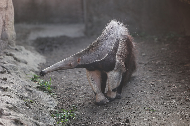 木柵動物園一日遊 Feat.Canon EOS R6