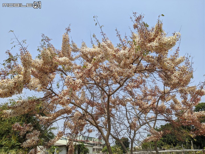 花旗木 台南市永康區忠孝運動公園 03/20