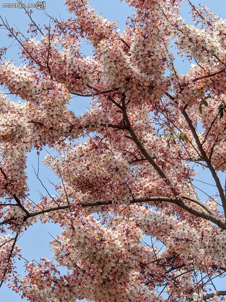 花旗木 台南市永康區忠孝運動公園 03/20