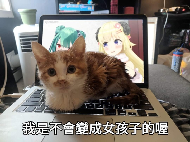 我養貓的原因 看了不要意外 也不要罵我變態