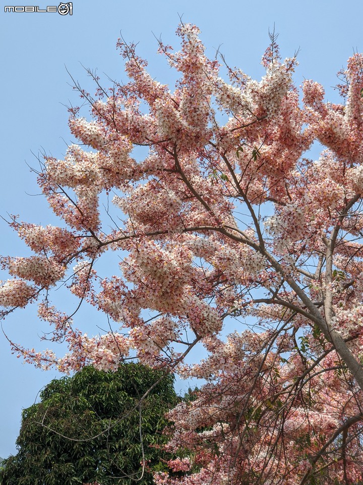 花旗木 台南市永康區忠孝運動公園 03/20