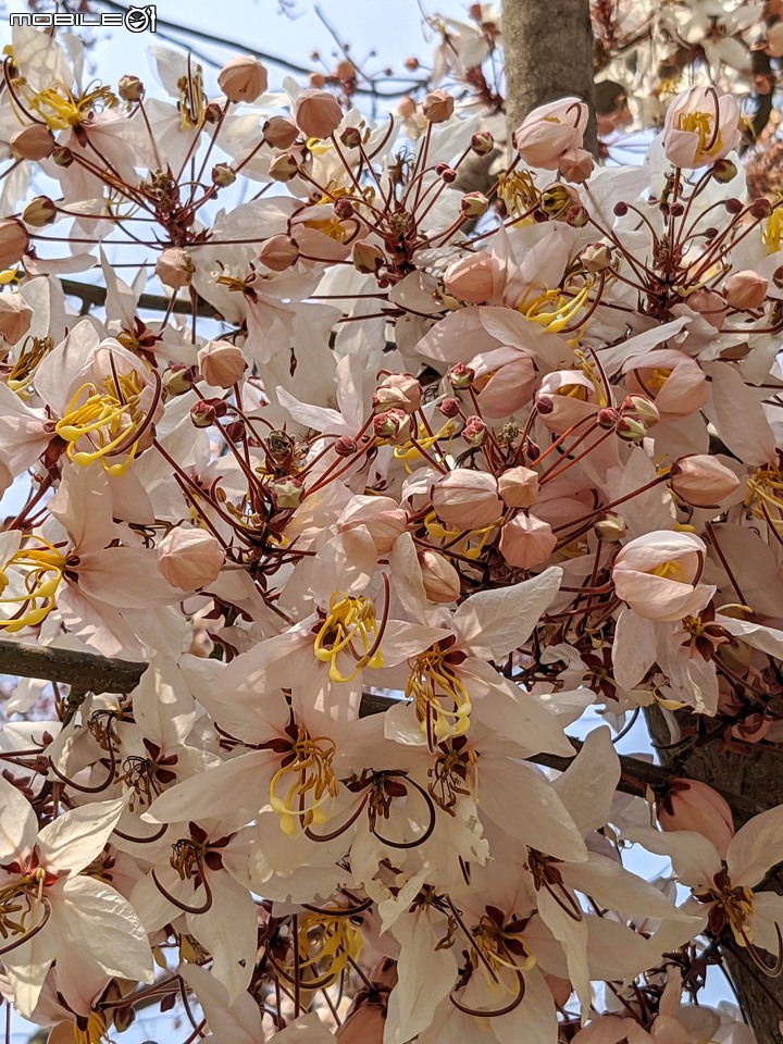 花旗木 台南市永康區忠孝運動公園 03/20