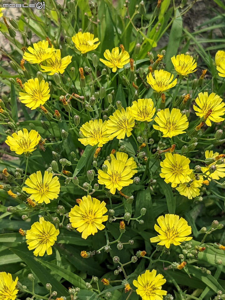 兔兒菜+柑橘花 台南市佳里區佳福寺 02/27