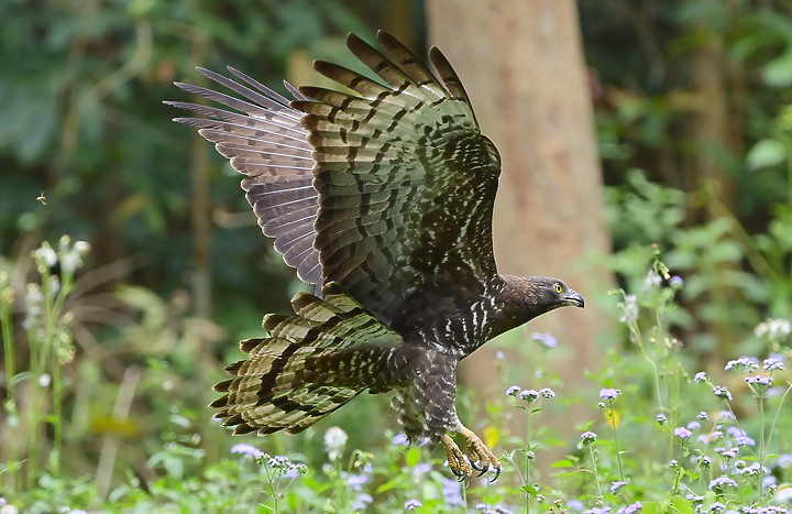 點我看大圖 Nikon D6+556PF蜂鷹的追焦,以D6立下的追焦標準,樂見將來Z9能超越這標準。