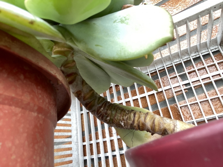 多肉修剪請益