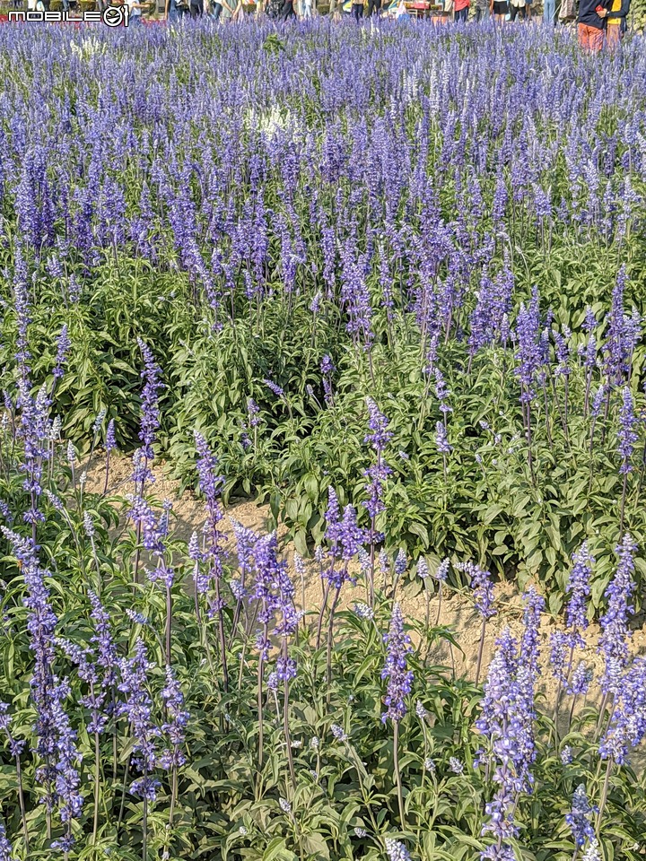 蜀葵花 台南市學甲區光華里 03/20