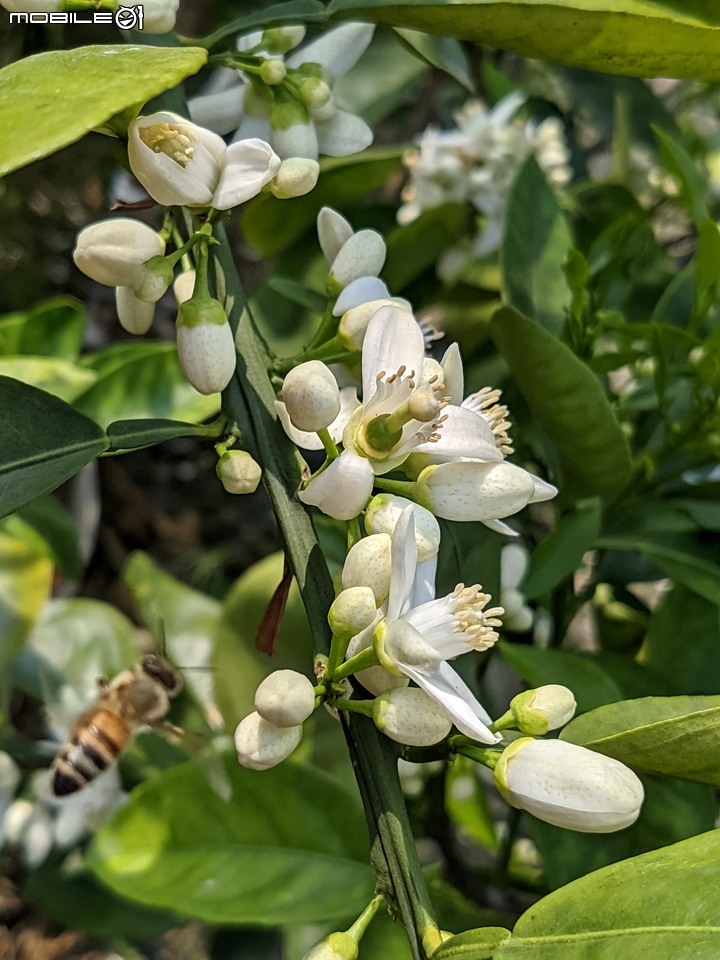 兔兒菜+柑橘花 台南市佳里區佳福寺 02/27