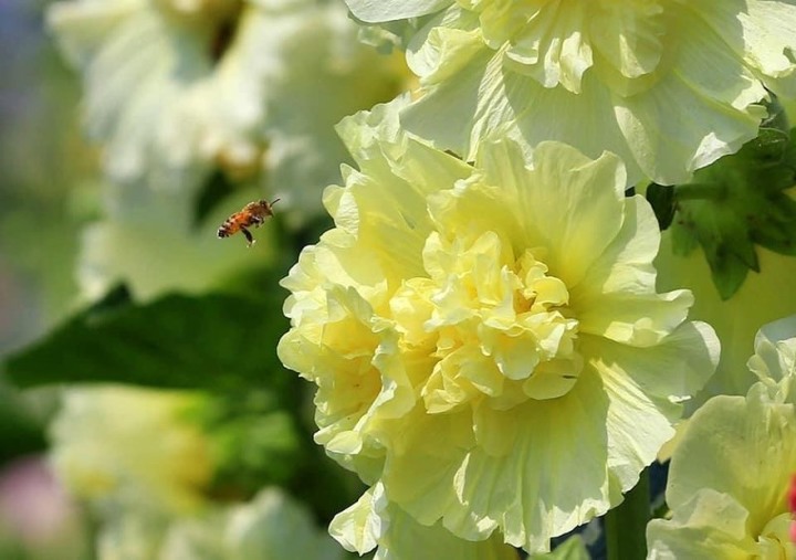 萬株花海爭奇鬥艷！員林蜀葵花季免費入園，憑發票再抽電視！