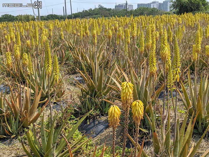 蘆薈花 台南市安南區清新蘆薈園 03/13