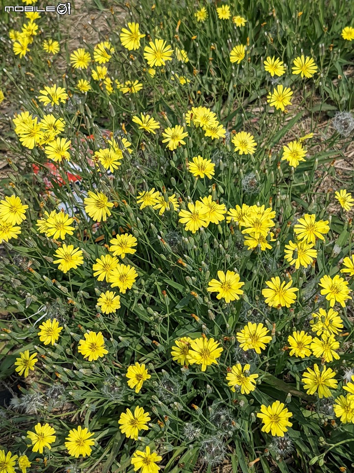 兔兒菜+柑橘花 台南市佳里區佳福寺 02/27