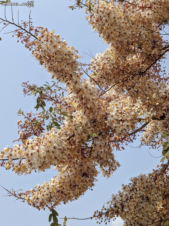 花旗木 台南市永康區忠孝運動公園 03/20