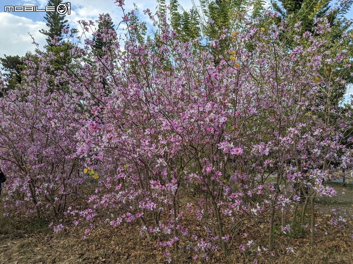 羊蹄甲 台南市北區公園路台南公園 03/06