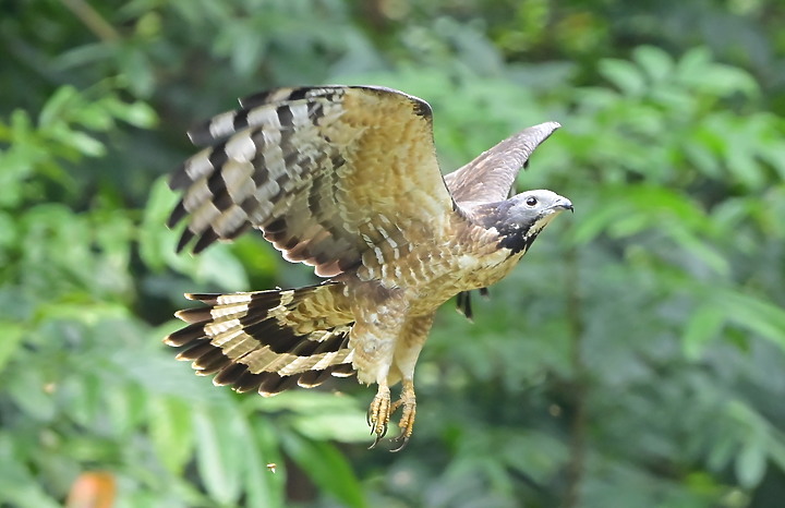 點我看大圖 Nikon D6+556PF蜂鷹的追焦,以D6立下的追焦標準,樂見將來Z9能超越這標準。