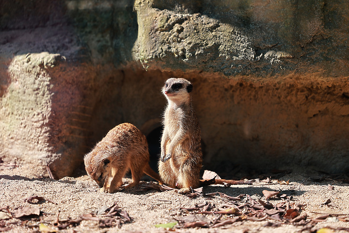 木柵動物園一日遊 Feat.Canon EOS R6