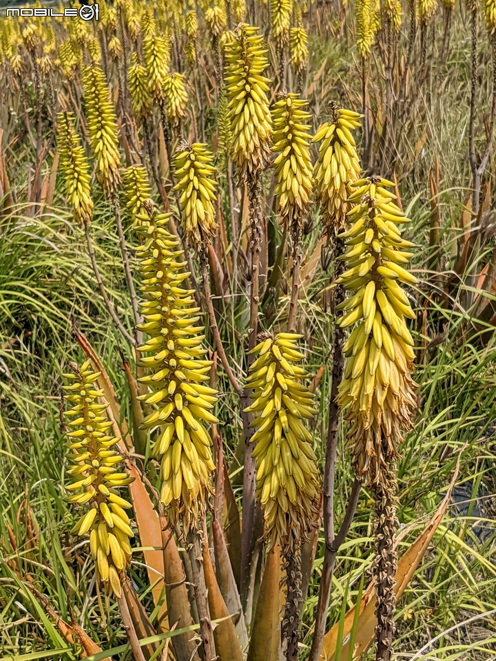 蘆薈花 台南市安南區清新蘆薈園 03/13