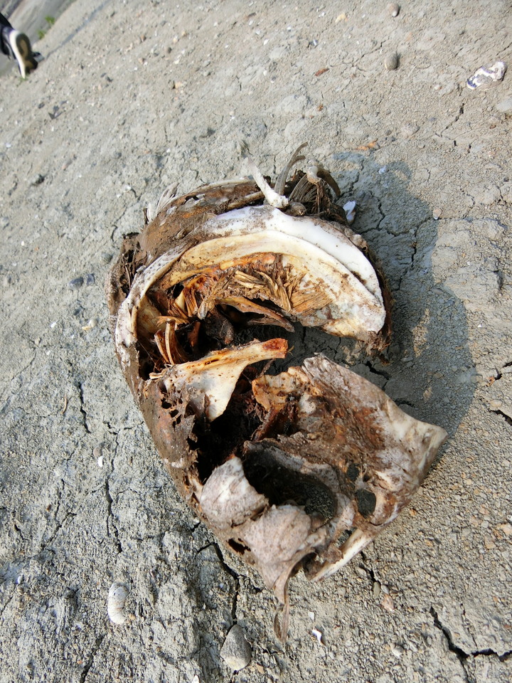 鯉魚潭水庫底，舊台３線踏查