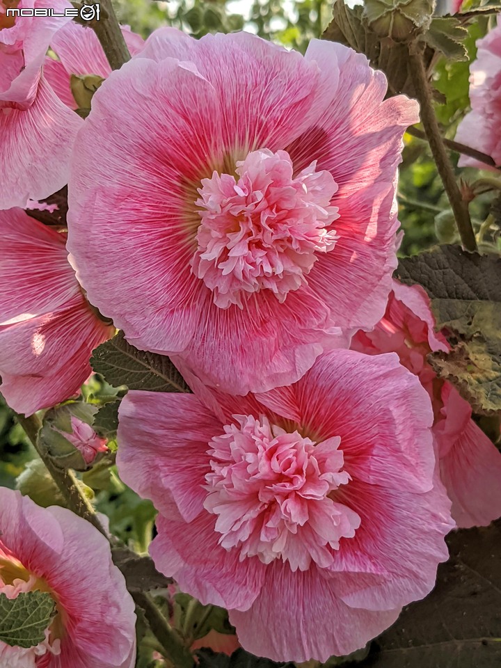 蜀葵花 台南市學甲區光華里 03/20