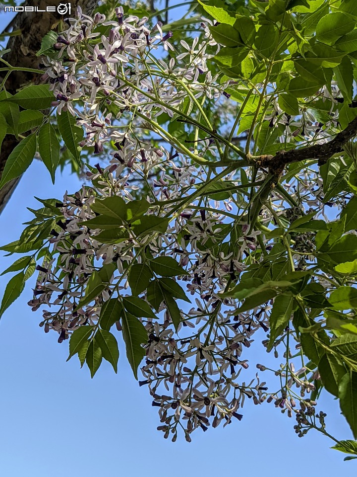 苦楝+南洋櫻 台南市安平區湖濱水鳥公園 03/06
