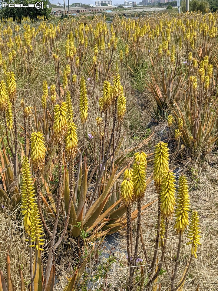 蘆薈花 台南市安南區清新蘆薈園 03/13