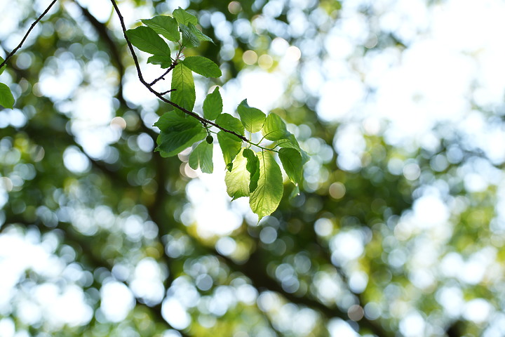 Sony 50mm f/1.2GM 鏡頭製造技術的實力展現