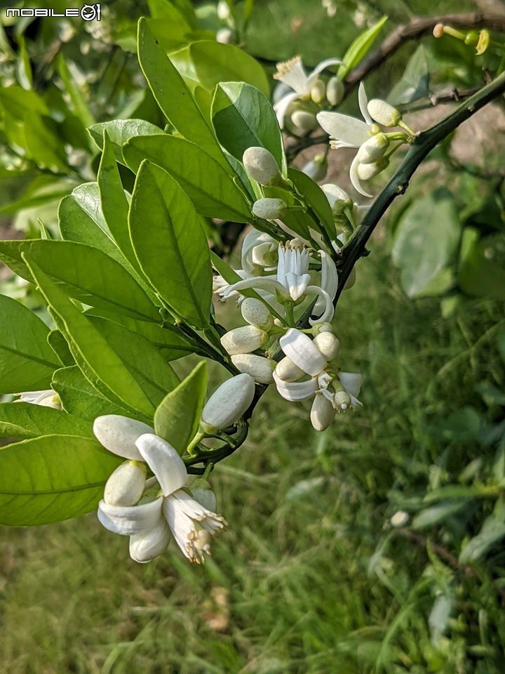 兔兒菜+柑橘花 台南市佳里區佳福寺 02/27