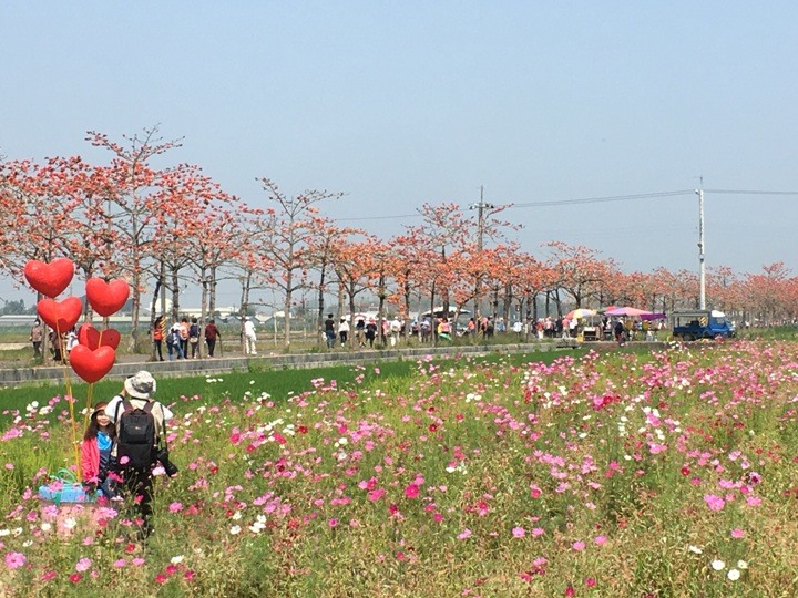 騎遊全球最美木棉花道在白河