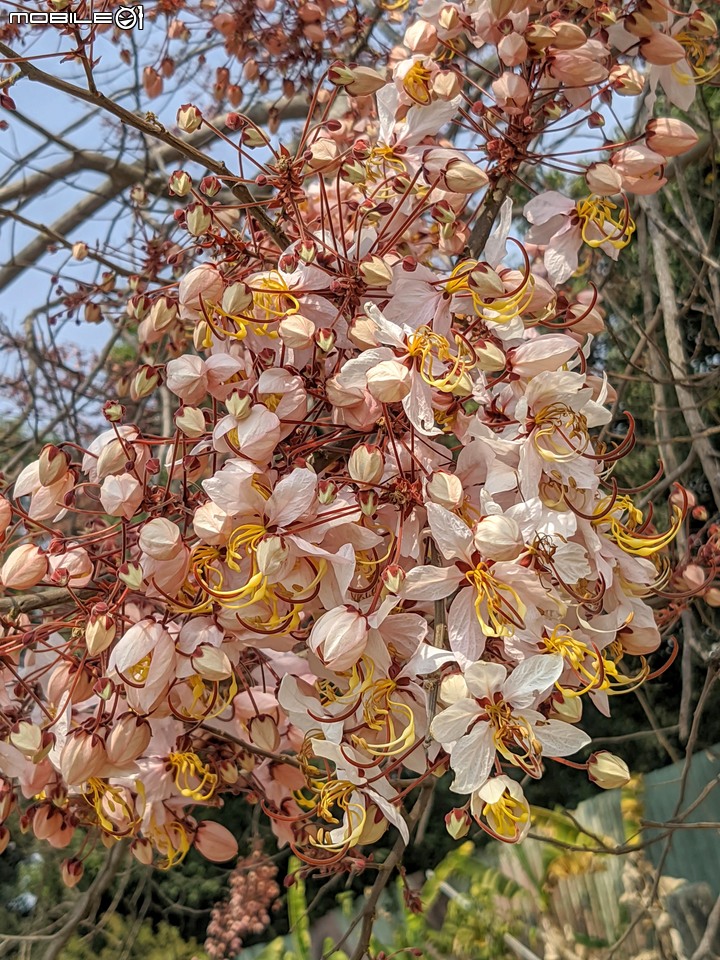 花旗木 台南市永康區忠孝運動公園 03/20