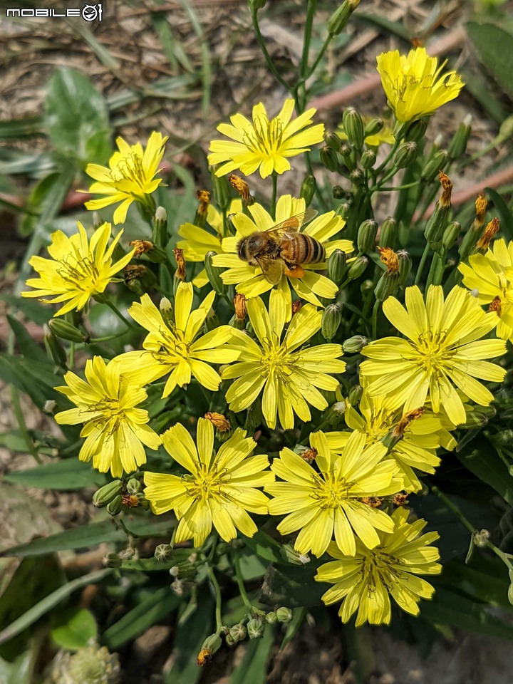 兔兒菜+柑橘花 台南市佳里區佳福寺 02/27