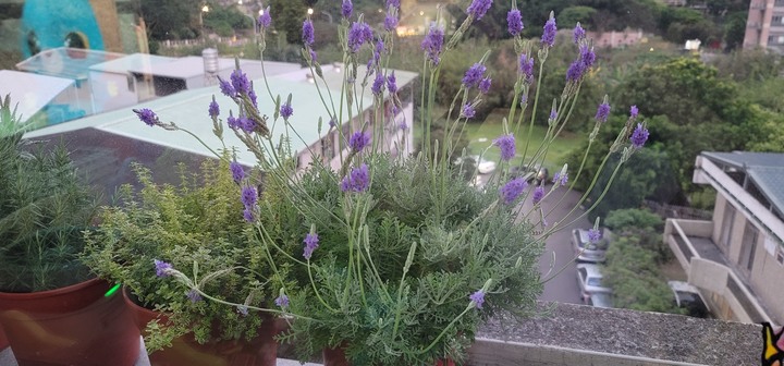 羽葉薰衣草，花開一半
