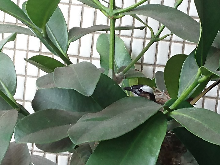 點我看大圖 (這是一則悲傷的故事)兩隻傻鳥在前陽台築巢生蛋
