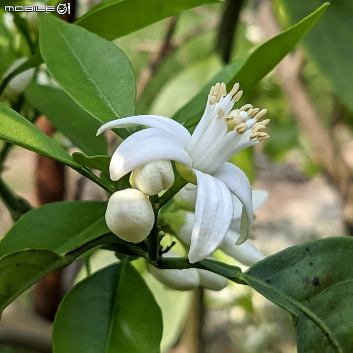兔兒菜+柑橘花 台南市佳里區佳福寺 02/27