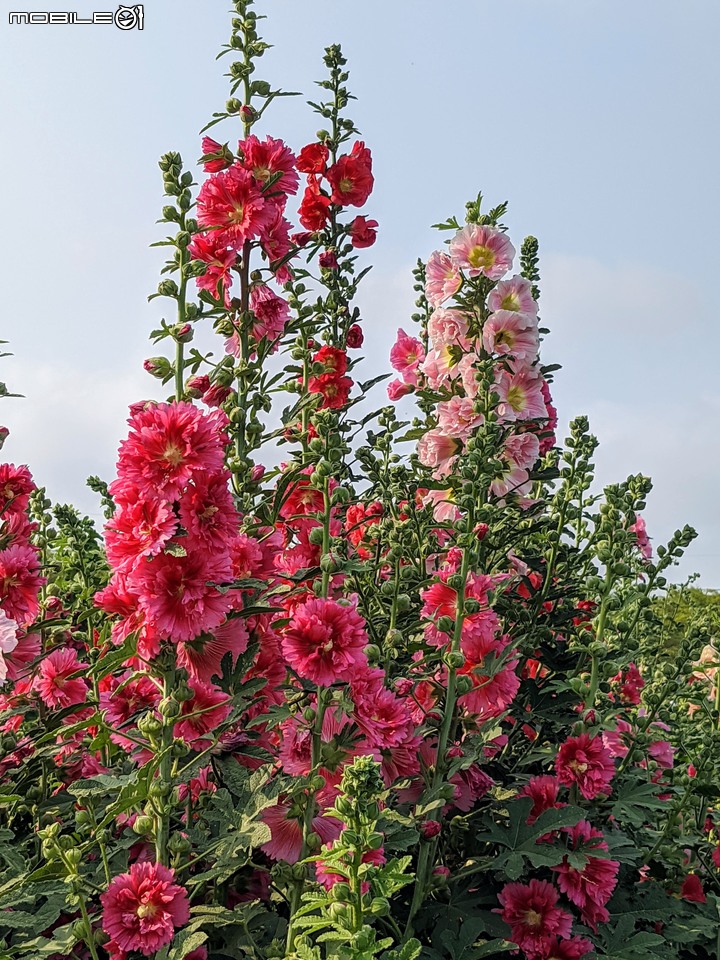 蜀葵花 台南市學甲區光華里 03/20