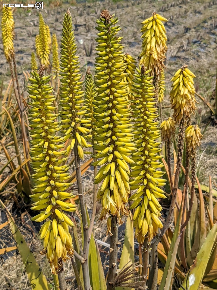 蘆薈花 台南市安南區清新蘆薈園 03/13