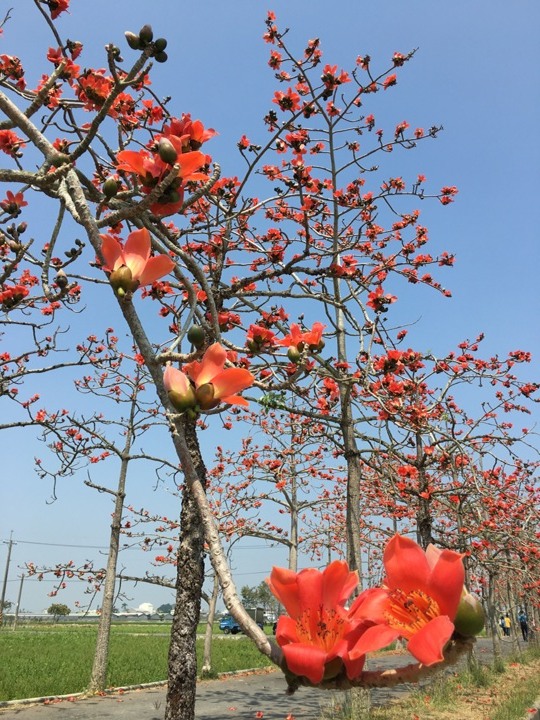 騎遊全球最美木棉花道在白河