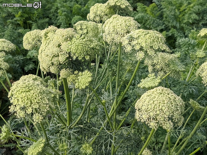 紅蘿蔔花 台南市西港區中央公園 02/27