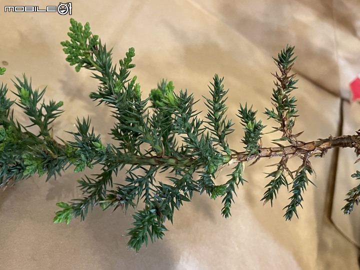[求助]珍珠柏越養越稀疏、枯黃，要怎麼讓它回到茂盛的狀態?