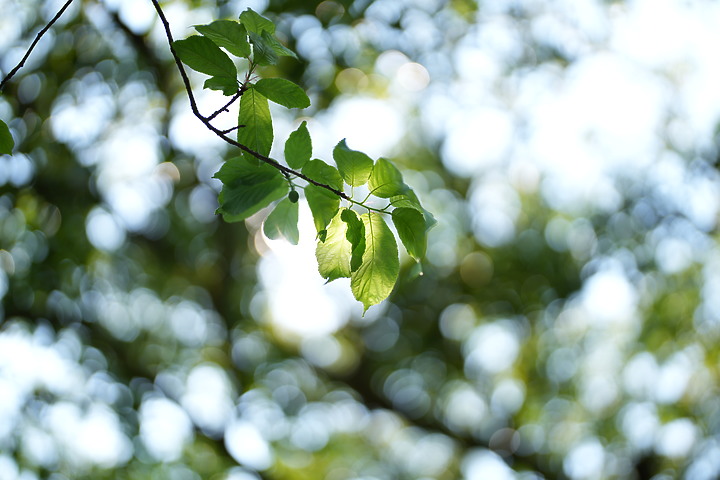 Sony 50mm f/1.2GM 鏡頭製造技術的實力展現