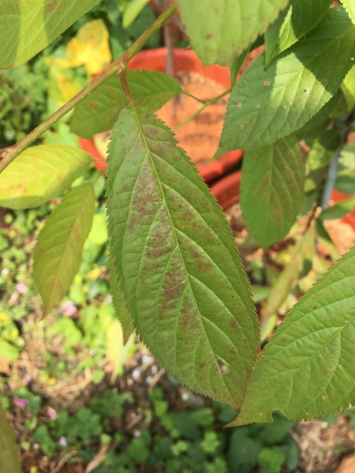 櫻花苗葉子紅褐