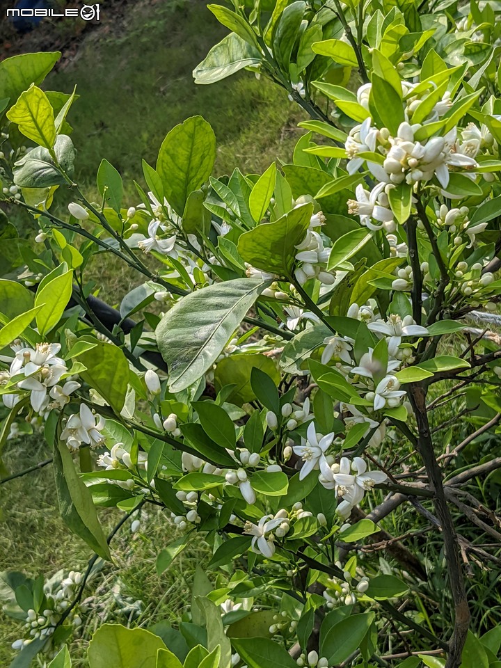 兔兒菜+柑橘花 台南市佳里區佳福寺 02/27