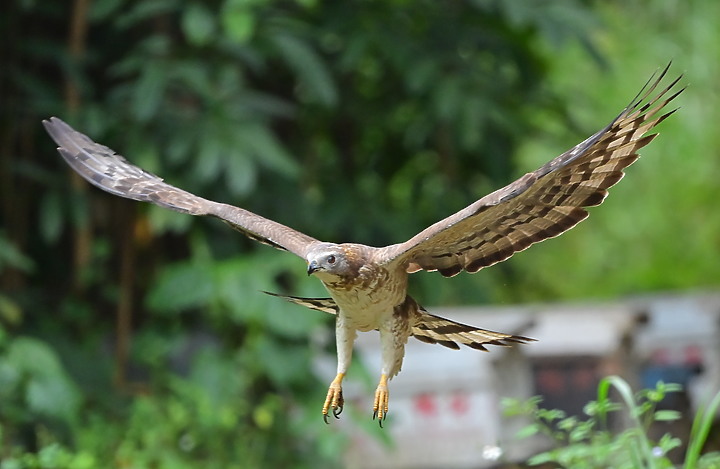點我看大圖 Nikon D6+556PF蜂鷹的追焦,以D6立下的追焦標準,樂見將來Z9能超越這標準。