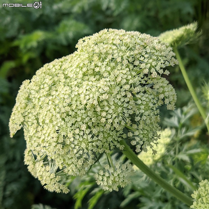 紅蘿蔔花 台南市西港區中央公園 02/27