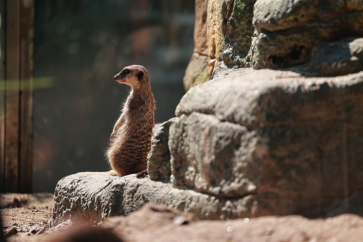 木柵動物園一日遊 Feat.Canon EOS R6