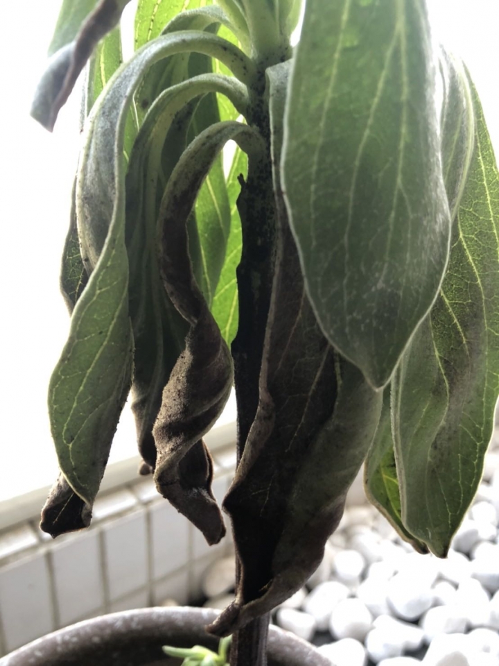 白水木的問題