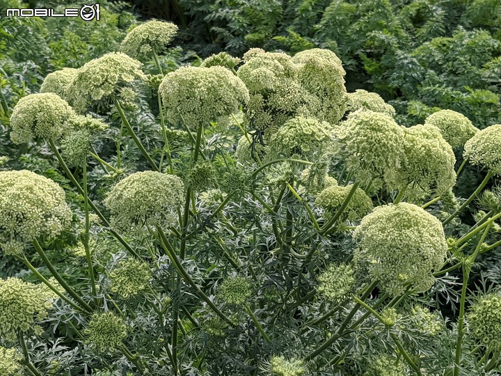 紅蘿蔔花 台南市西港區中央公園 02/27