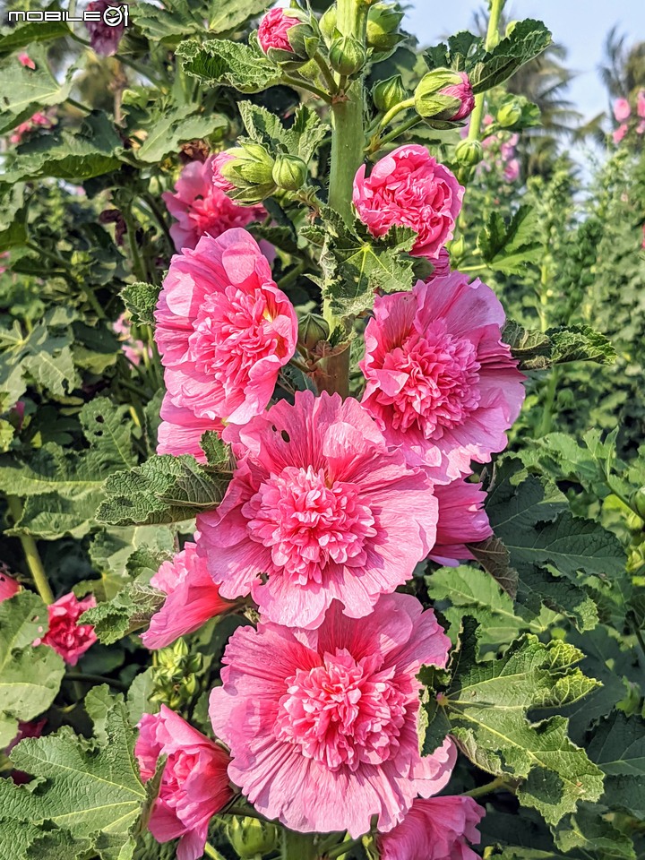 蜀葵花 台南市學甲區光華里 03/20