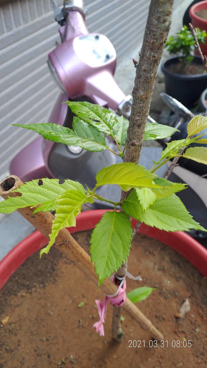 櫻花樹苗樹葉